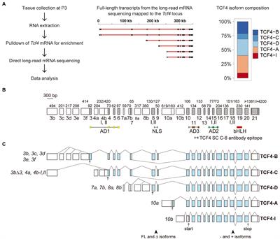 Expression of alternative transcription factor 4 mRNAs and protein isoforms in the developing and adult rodent and human tissues